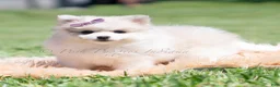 Pomeranian dogs for sale: Angel cake - Ad 3