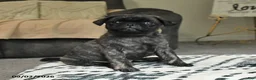 Pug dogs for sale: Pepper - Ad 2