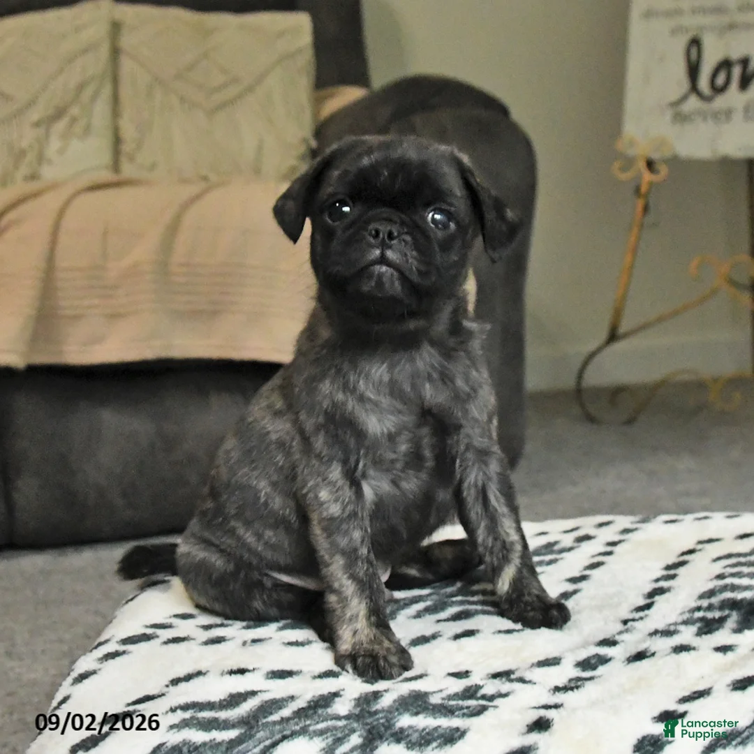 Pug dogs for sale: Pepper - Ad 2