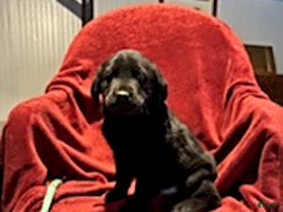 Goldador dogs Arnold - Ad 30