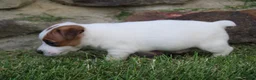 Jack Russell Terrier dogs for sale: Archie - Ad 7