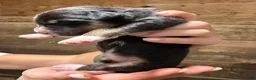 Australian Shepherd dogs for sale: Australian Shepherd 7 - Ad 3