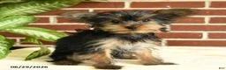 Yorkshire Terrier dogs for sale: Nutella - Ad 4