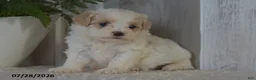 Maltipoo dogs for sale: Pansy - Ad 5