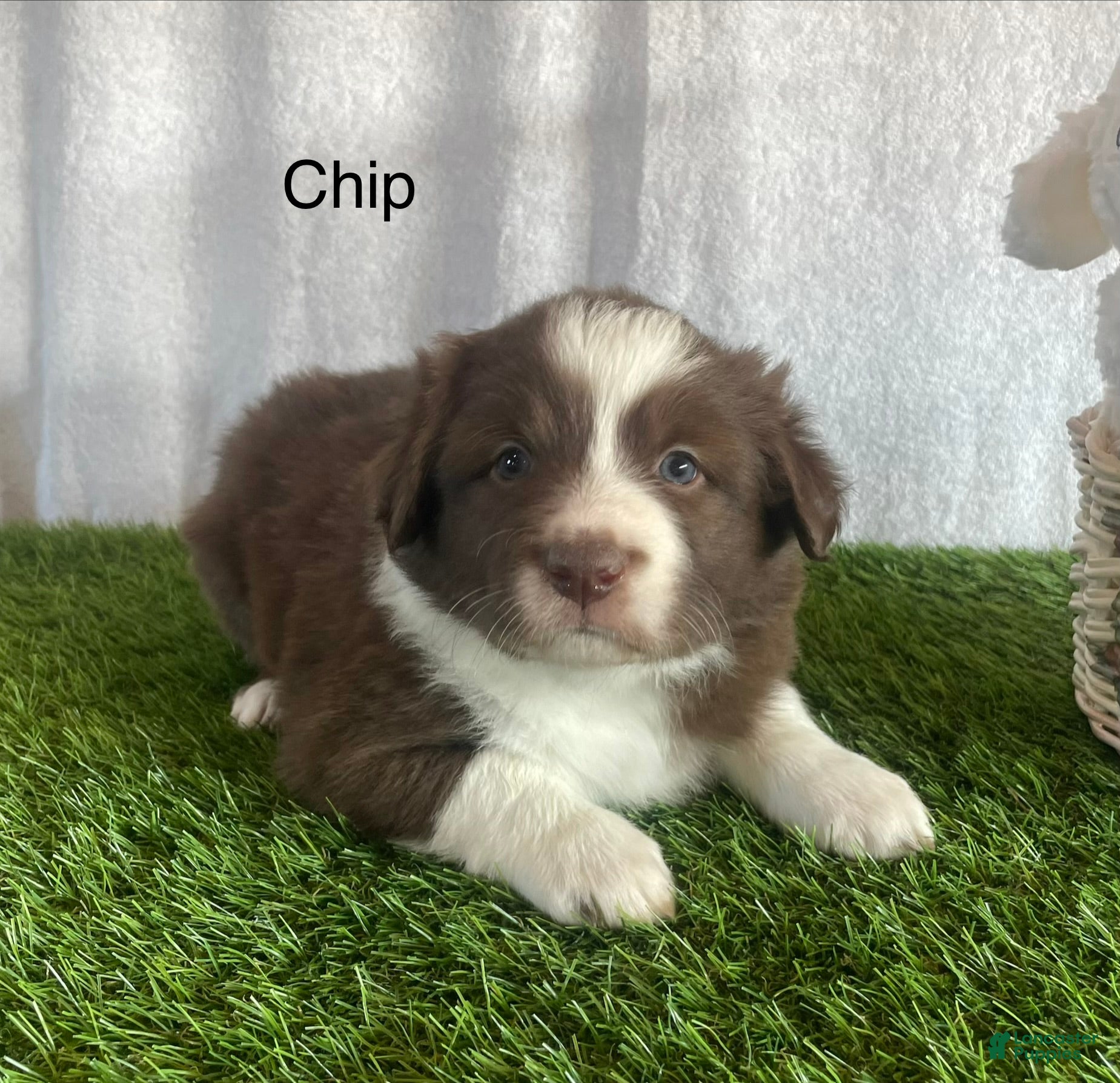 Border Collie dogs Border Collie Puppy 1 Chip - Ad 1