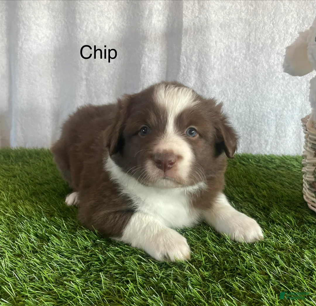 Border Collie dogs for sale: Border Collie Puppy 1 Chip - Ad 1