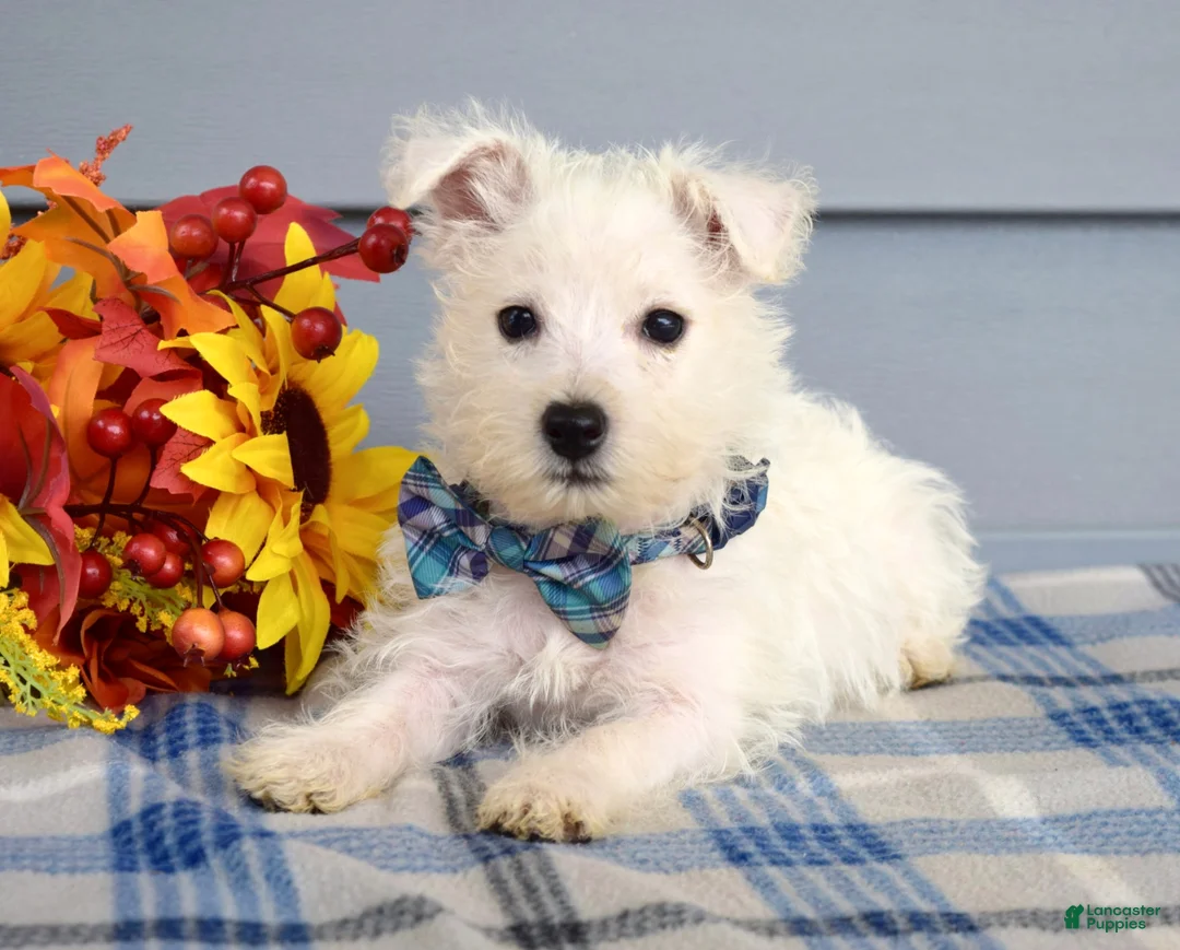 West Highland Terrier dogs for sale: Maverick - Ad 1