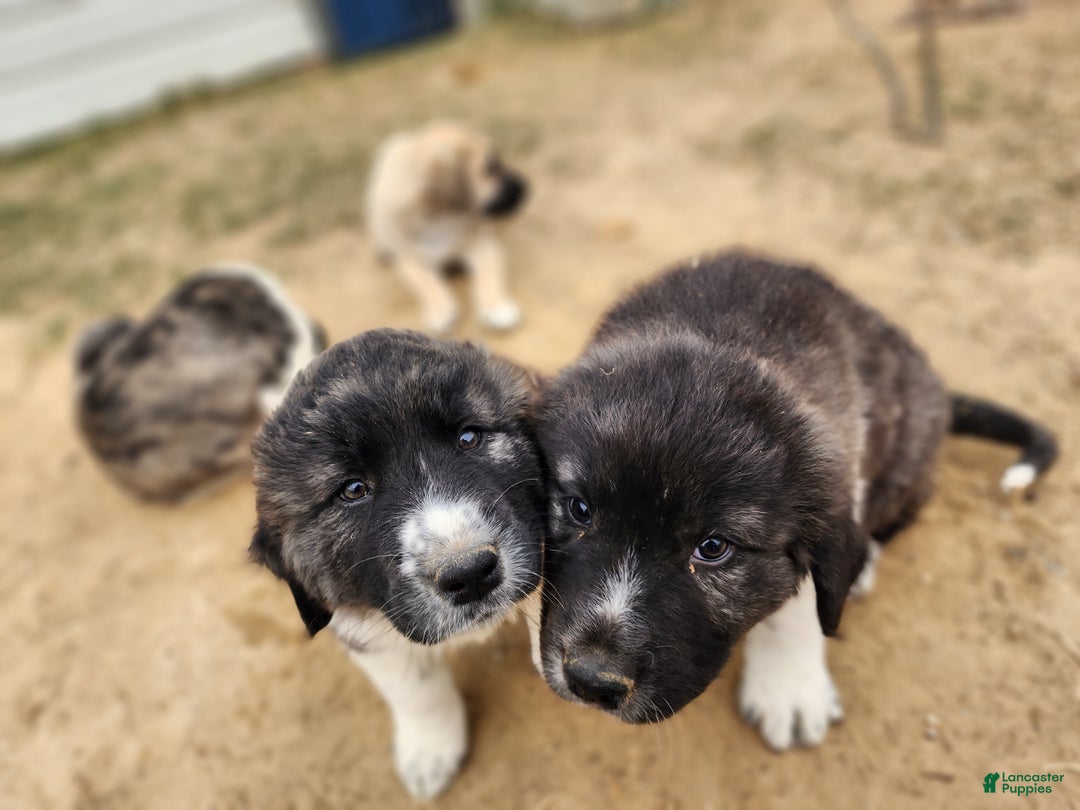 Anatolian Shepherd dogs for sale: Zena 2025 M1 - Ad 10