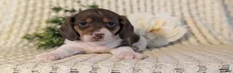 Miniature Dachshund dogs for sale: Ziggy - Ad 8