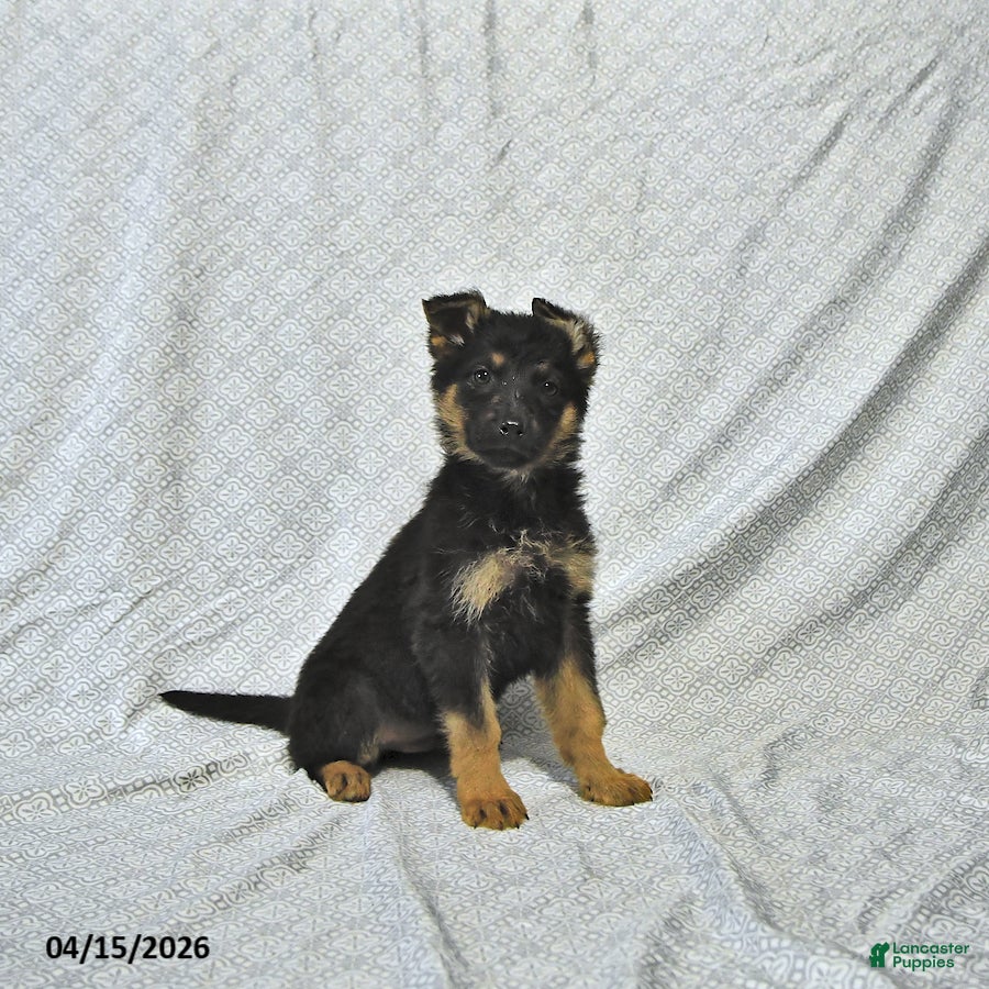 German Shepherd dogs Zeus - Ad 1