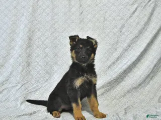 German Shepherd dogs for sale: Zeus - Ad 1