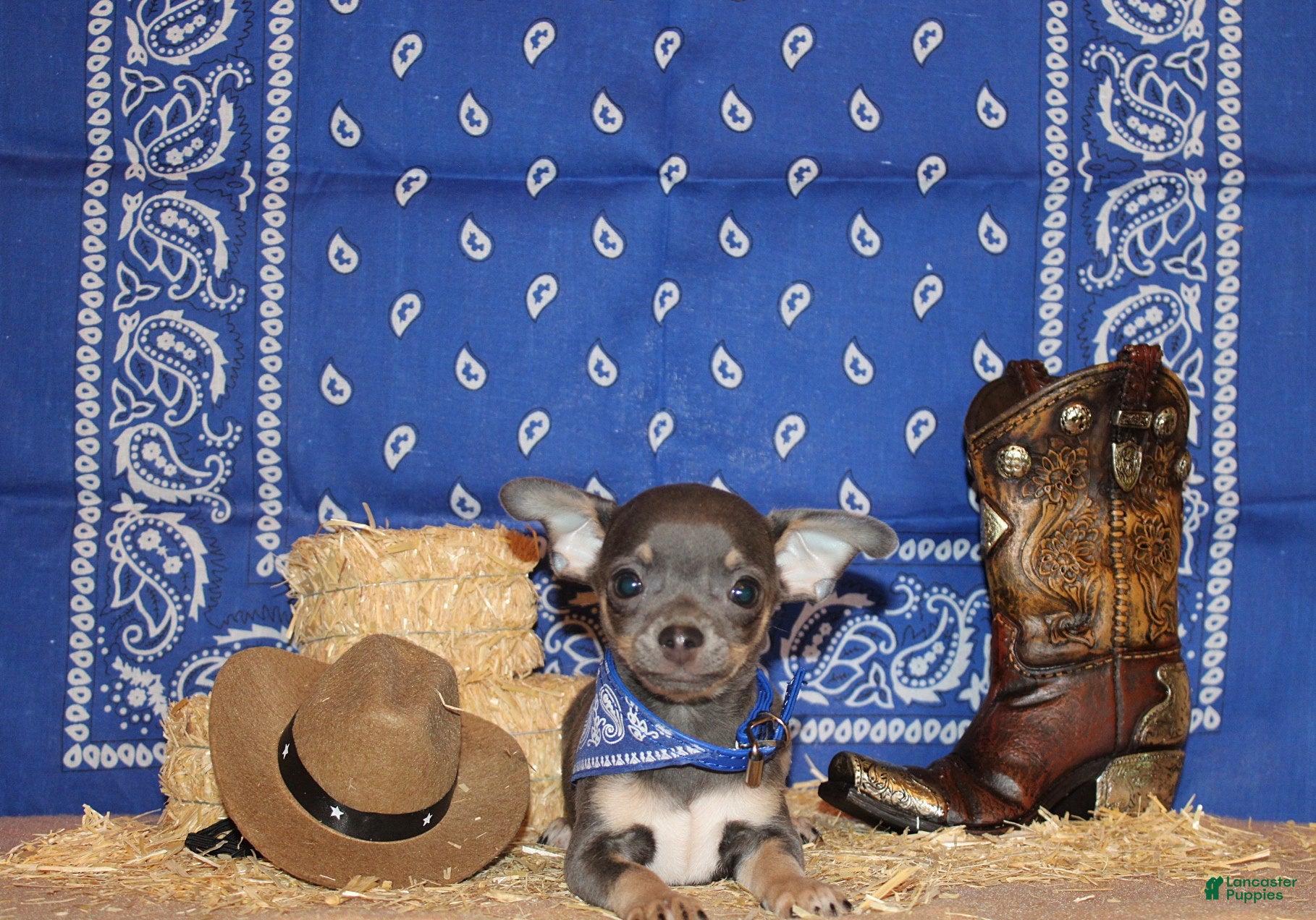 Chihuahua dogs Wendall - Ad 1