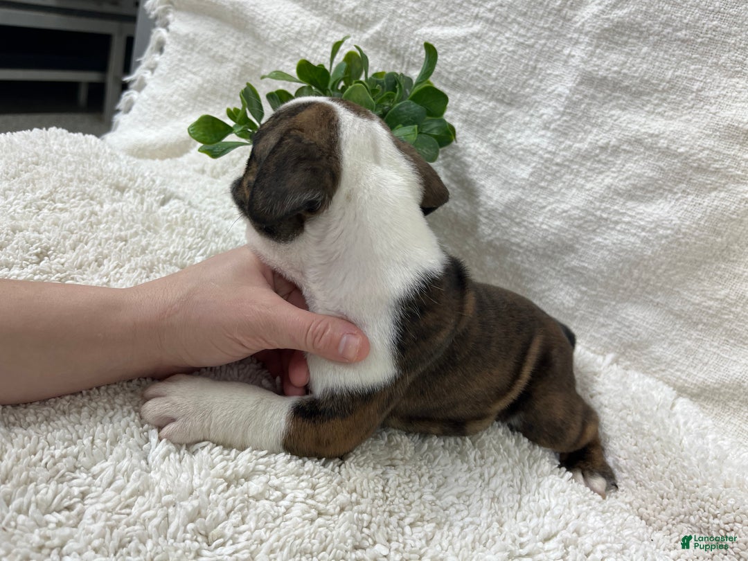 English Bulldog dogs for sale: Hank - Ad 2