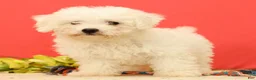 Bichon Frise dogs for sale: Ella - Ad 3