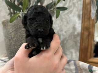 Goldendoodle dogs - Ad 5