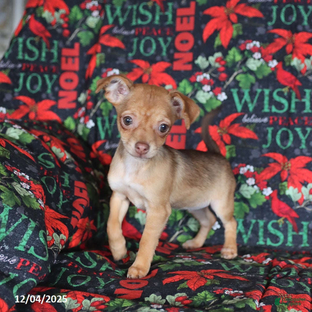 Chihuahua dogs for sale: Lila  - Ad 4