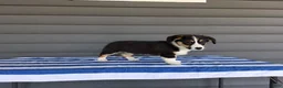 Welsh Corgi Pembroke dogs for sale: Milo - Ad 3