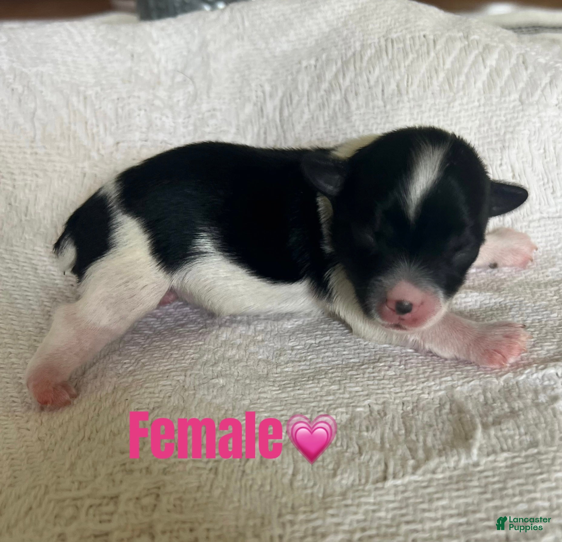 Yorkshire Terrier dogs for sale: Yorkshire Terrier 4 - Ad 1