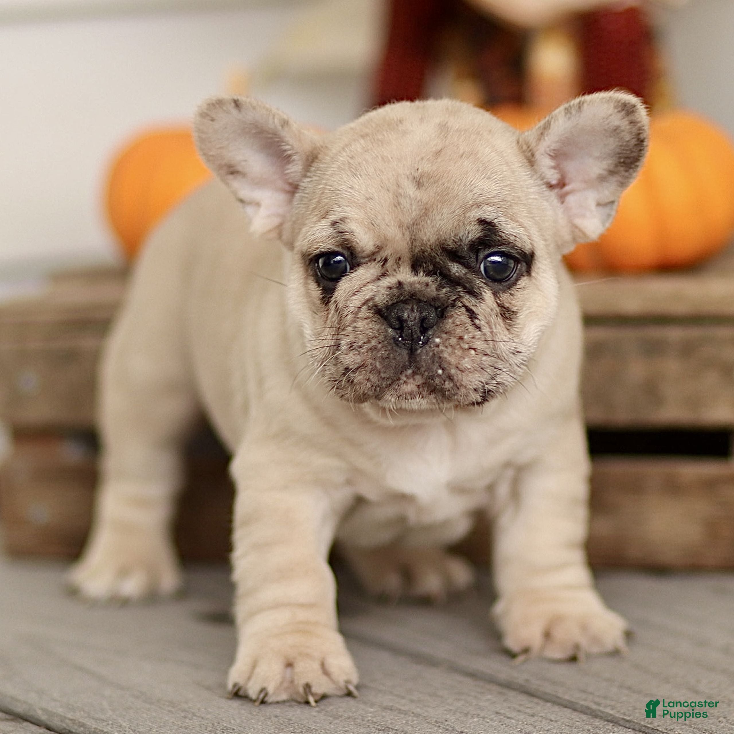 French Bulldog dogs Roscoe  - Ad 24