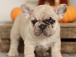 French Bulldog dogs Roscoe - Ad 27