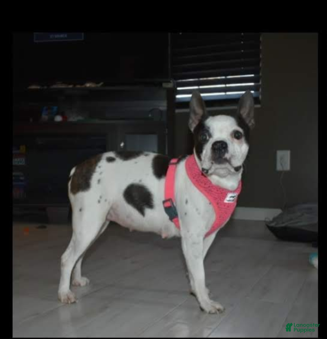 Mixed Breed dogs for sale: Zuki hybrid puppy  - Ad 6