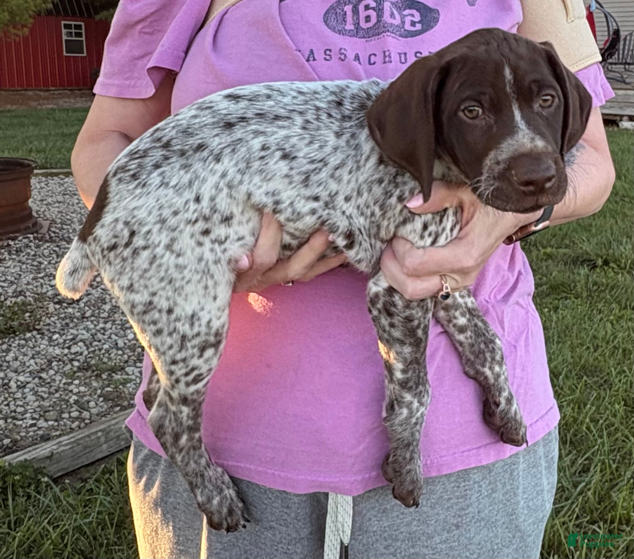 German Shorthaired Pointer dogs German Shorthaired Pointer 2 - Ad 2