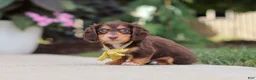Miniature Dachshund dogs for sale: Grover - Ad 9