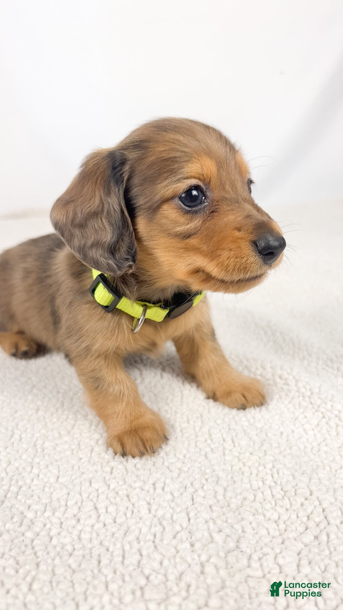 Miniature Dachshund dogs Peanuts - Ad 15