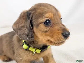 Miniature Dachshund dogs Peanuts - Ad 15