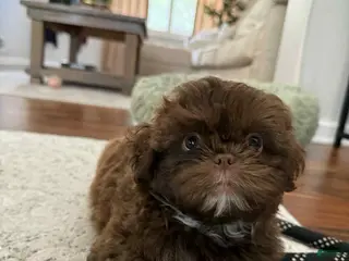 Shih Tzu dogs Piper - Ad 27