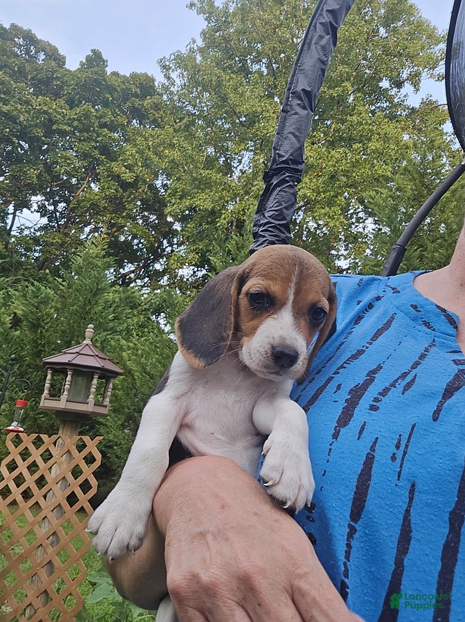 Beagle dogs Dory - Ad 1