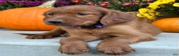 Irish Setter dogs for sale: Shiloh - Ad 8