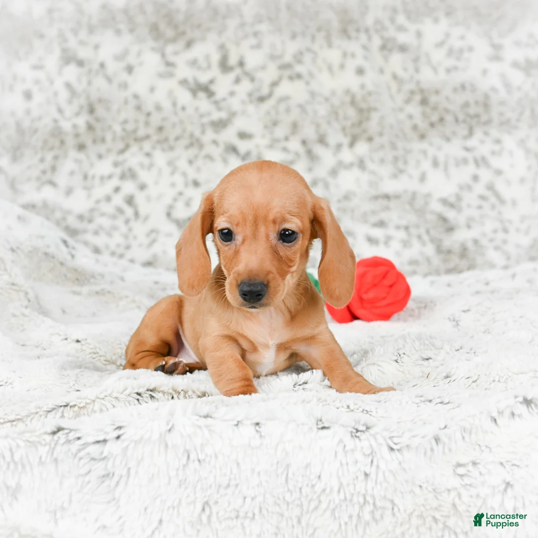 Miniature Dachshund dogs for sale: Carmen - Ad 5