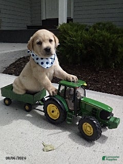 Labrador Retriever dogs Samson - Ad 34