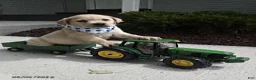 Labrador Retriever dogs for sale: Samson - Ad 1