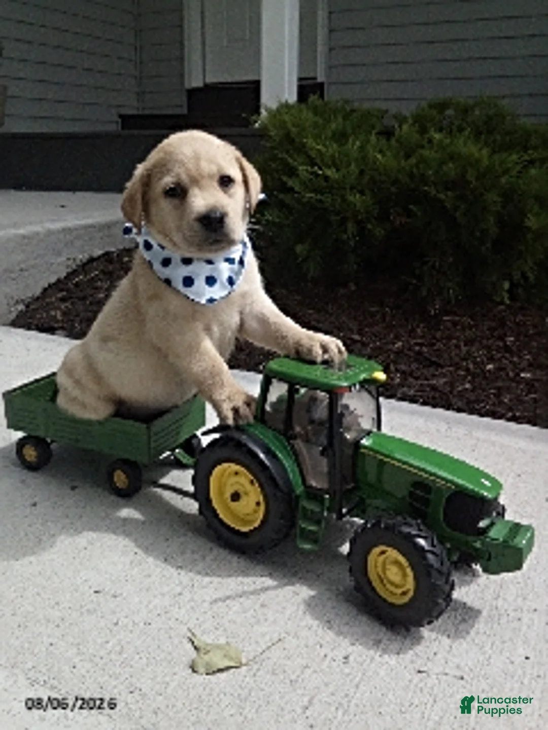 Labrador Retriever dogs for sale: Samson - Ad 1