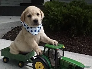 Labrador Retriever dogs Samson - Ad 34
