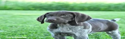 German Shorthaired Pointer dogs for sale: Goose - Ad 3
