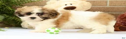 Malshi dogs for sale: Bradley - Ad 3