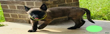 Belgian Malinois 4