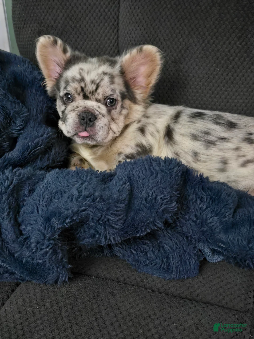 French Bulldog dogs for sale: French Bulldog Puppy 1 - Ad 1