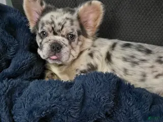 French Bulldog dogs French Bulldog Puppy 1 - Ad 16