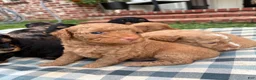 Mini Aussiedoodle dogs for sale: Sundae  - Ad 14