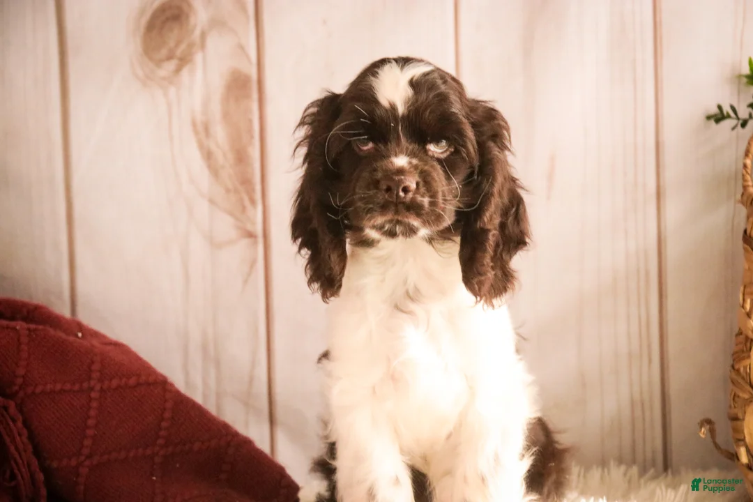 Cocker Spaniel dogs for sale: Gilbert - Ad 7