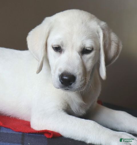 Labrador Retriever dogs Oakley - Champion lines - Ad 2