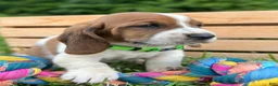 Basset Hound dogs for sale: Oliver - Ad 20