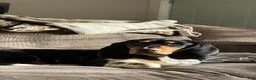 Mixed Breed dogs for sale: Mixed Breed Puppy 6 - Ad 2