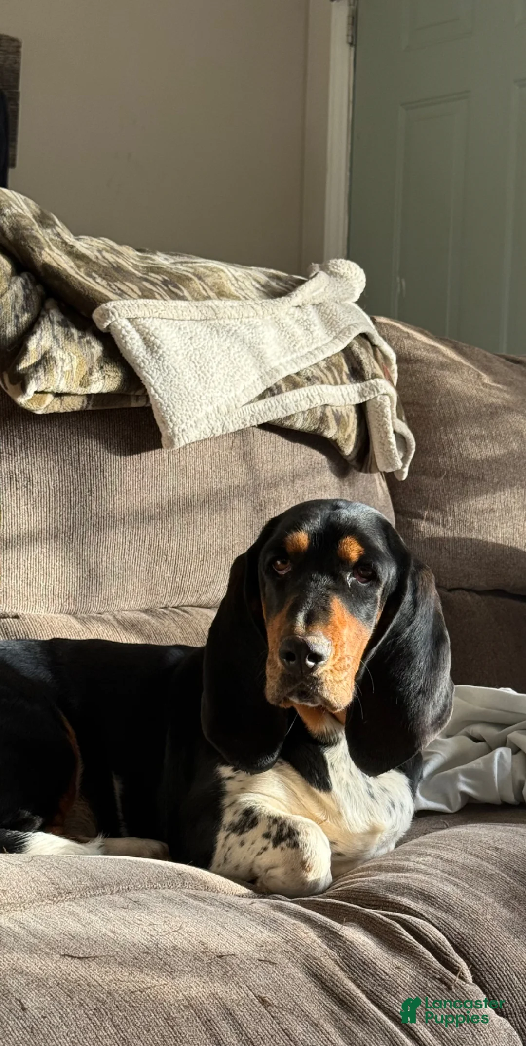 Mixed Breed dogs for sale: Mixed Breed Puppy 6 - Ad 2
