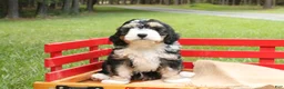 Mini Bernedoodle dogs for sale: Buddy - Ad 4