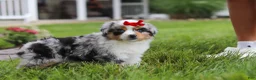 Miniature Australian Shepherd dogs for sale: Bonnie - Ad 10